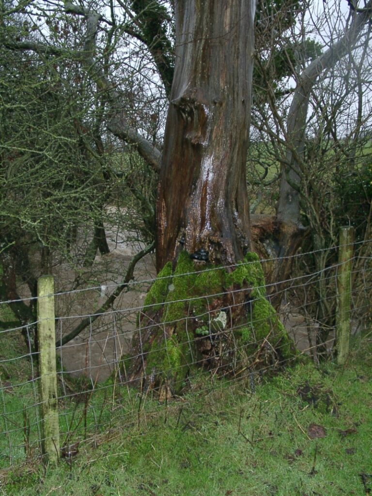 2004 Jan 31 Dovenby Beck Dead Tree On Drystone Packhorse Bridge
